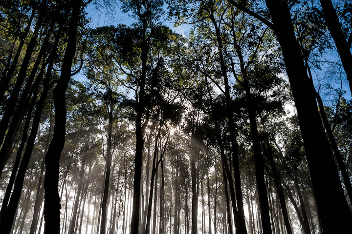 immersed-in-nature-3