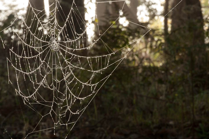 immersed-in-nature-5