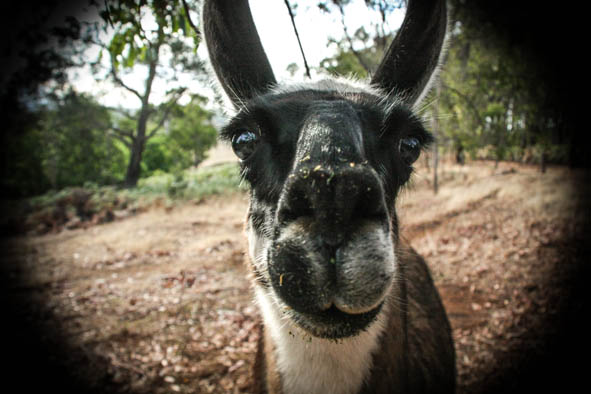 You looking at me! You looking at me!