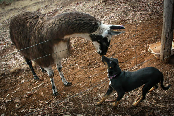 Maddy isn't too sure about our 'long necked sheep' Maddy isn't too sure about our 'long necked sheep'