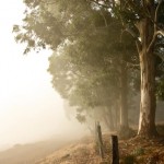 First mist March 2012