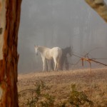 Horses in the first mist March 2012