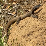 Racehorse Goanna