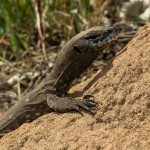 Monitor Lizard