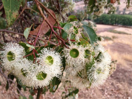 Marri blossom