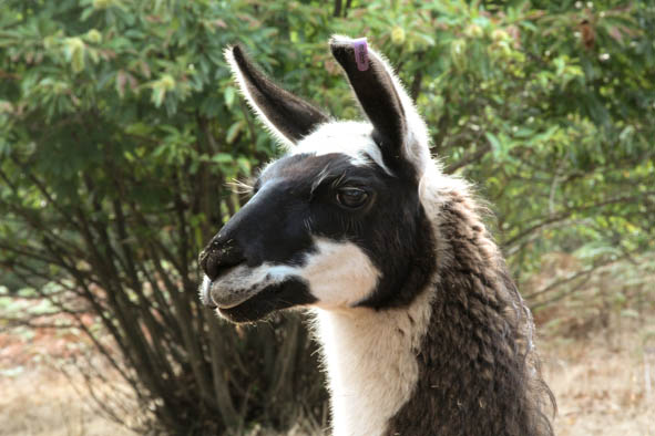 Our llama Top Deck