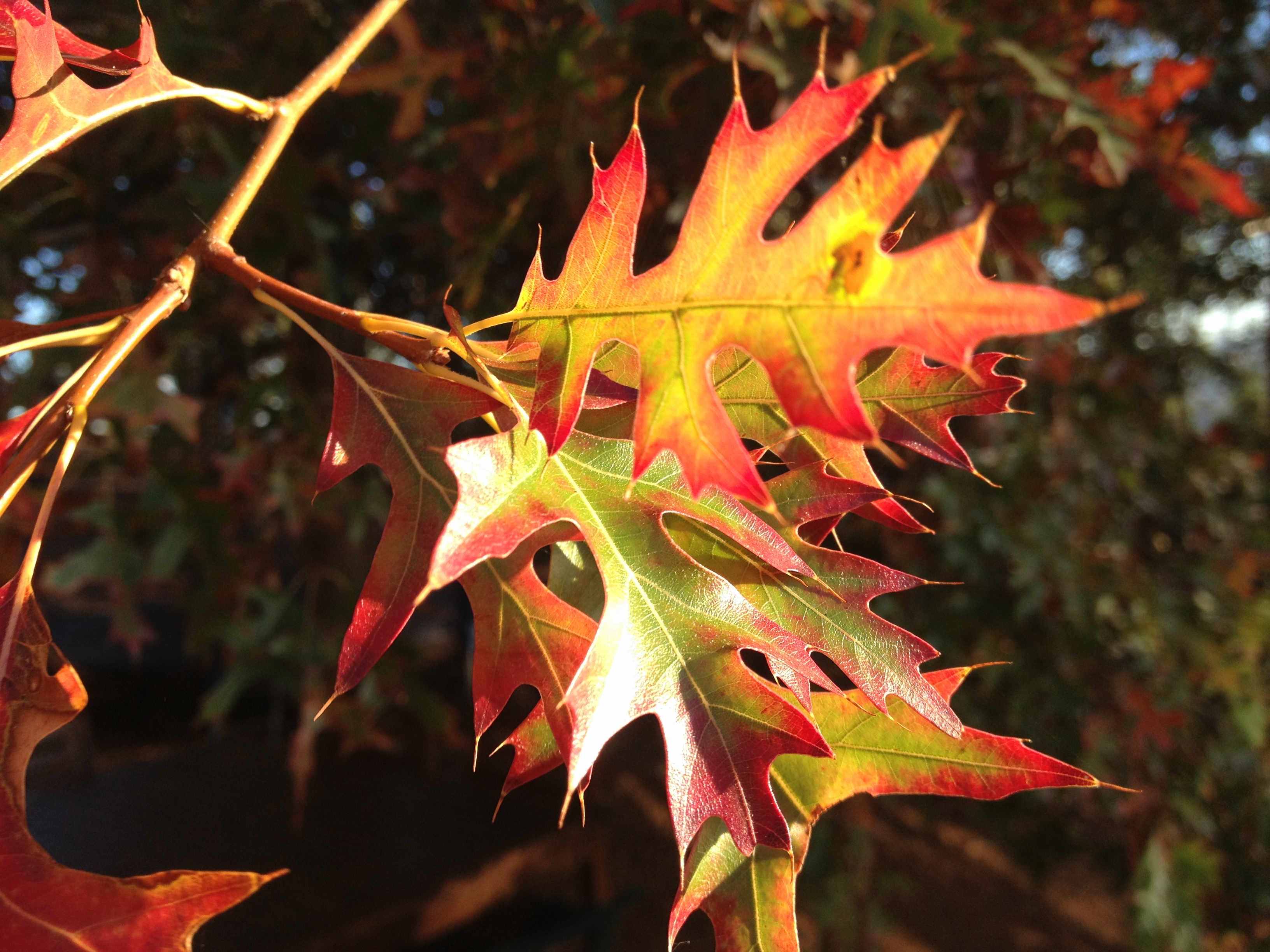 autumn colours