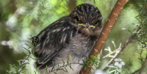 birds 925x465-24
