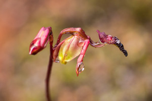 SFV Flying Duck Orchid