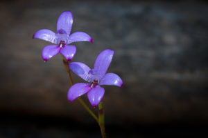 Purple orchids on our property